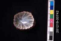 笠螺藏品圖，第2張