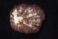 笠螺藏品圖，第3張