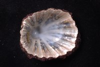 笠螺藏品圖，第4張