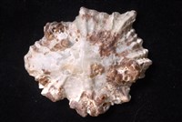 星笠螺藏品圖，第3張