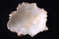 星笠螺藏品圖，第4張