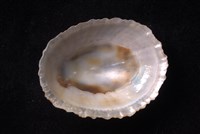 笠螺藏品圖，第4張
