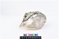 長硨磲蛤藏品圖，第2張