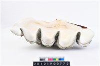 長硨磲蛤藏品圖，第5張
