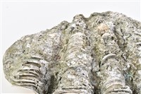 長硨磲蛤藏品圖，第14張