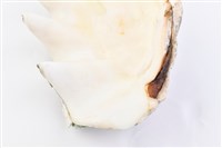 長硨磲蛤藏品圖，第15張