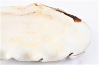 長硨磲蛤藏品圖，第16張