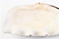 長硨磲蛤藏品圖，第17張