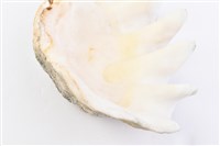 長硨磲蛤藏品圖，第18張