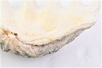 長硨磲蛤藏品圖，第25張