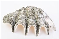 長硨磲蛤藏品圖，第27張