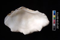 長硨磲蛤藏品圖，第2張