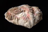 長硨磲蛤藏品圖，第3張
