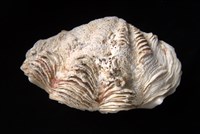 長硨磲蛤藏品圖，第4張