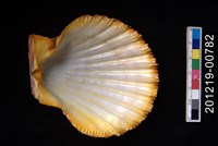 油畫海扇蛤藏品圖，第2張