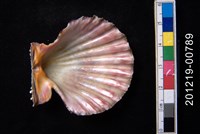 油畫海扇蛤藏品圖，第2張