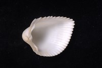 白莓烏尾蛤藏品圖，第4張