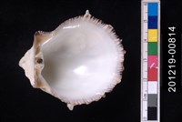 山羊海菊蛤藏品圖，第2張