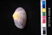 紫晃蛤藏品圖，第2張