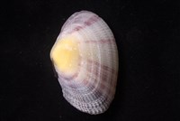 紫晃蛤藏品圖，第4張