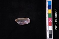 土嘴瓜殼菜蛤藏品圖，第2張