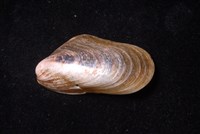 土嘴瓜殼菜蛤藏品圖，第3張