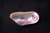 土嘴瓜殼菜蛤藏品圖，第4張