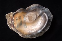 牡蠣藏品圖，第4張
