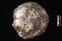 黑蝶珍珠蛤藏品圖，第1張