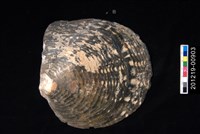 黑蝶珍珠蛤藏品圖，第1張