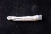 象牙貝藏品圖，第3張