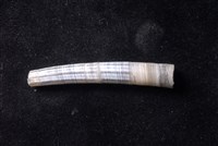象牙貝藏品圖，第4張