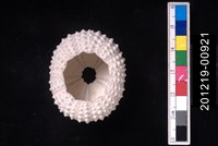 紫海膽藏品圖，第2張
