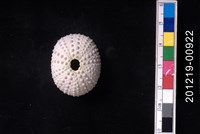 紫海膽藏品圖，第1張
