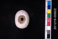紫海膽藏品圖，第2張