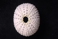 紫海膽藏品圖，第3張