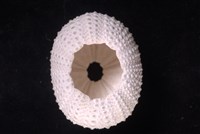 紫海膽藏品圖，第4張