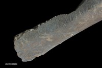 矛鏃形器藏品圖，第8張