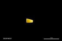玻璃珠藏品圖，第2張