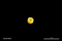 玻璃珠藏品圖，第4張
