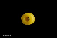 玻璃珠藏品圖，第6張
