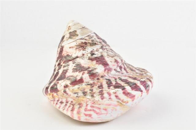 馬蹄鐘螺藏品圖，第7張