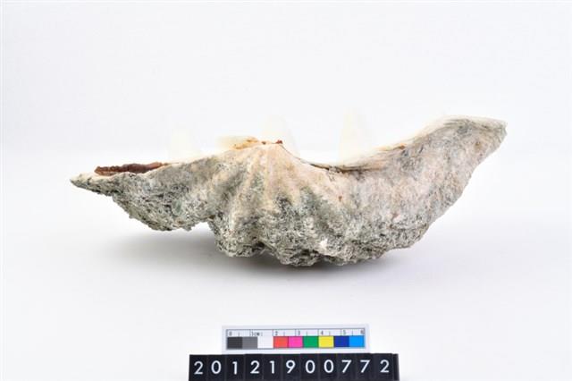 長硨磲蛤藏品圖，第7張