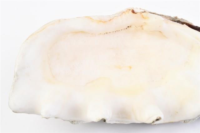 長硨磲蛤藏品圖，第17張