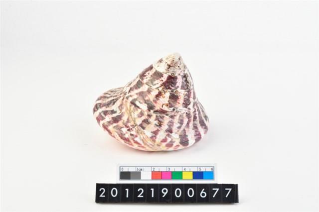 馬蹄鐘螺藏品圖，第4張