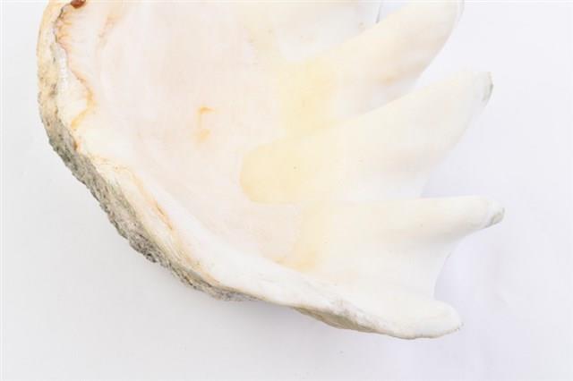長硨磲蛤藏品圖，第24張