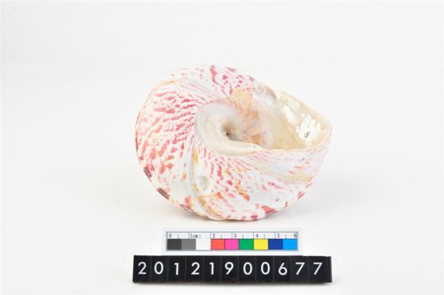 馬蹄鐘螺藏品圖，第5張