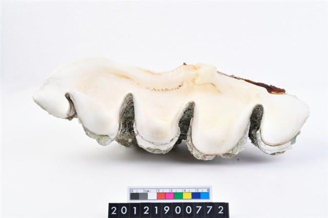 長硨磲蛤藏品圖，第5張