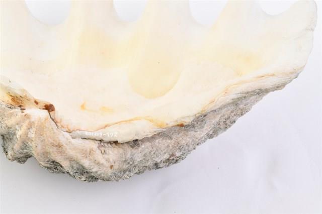 長硨磲蛤藏品圖，第25張