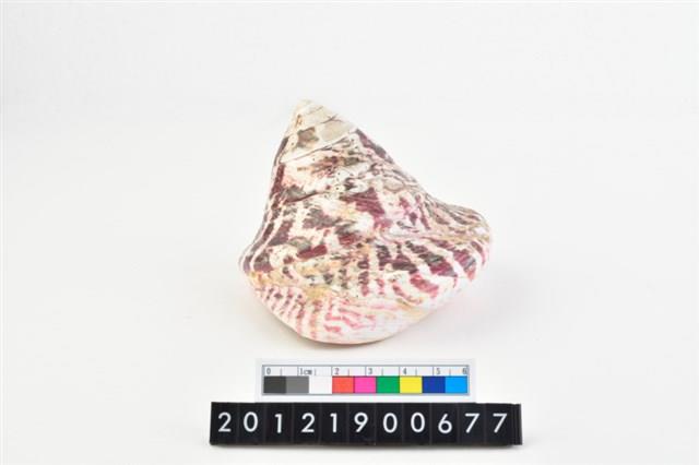 馬蹄鐘螺藏品圖，第2張